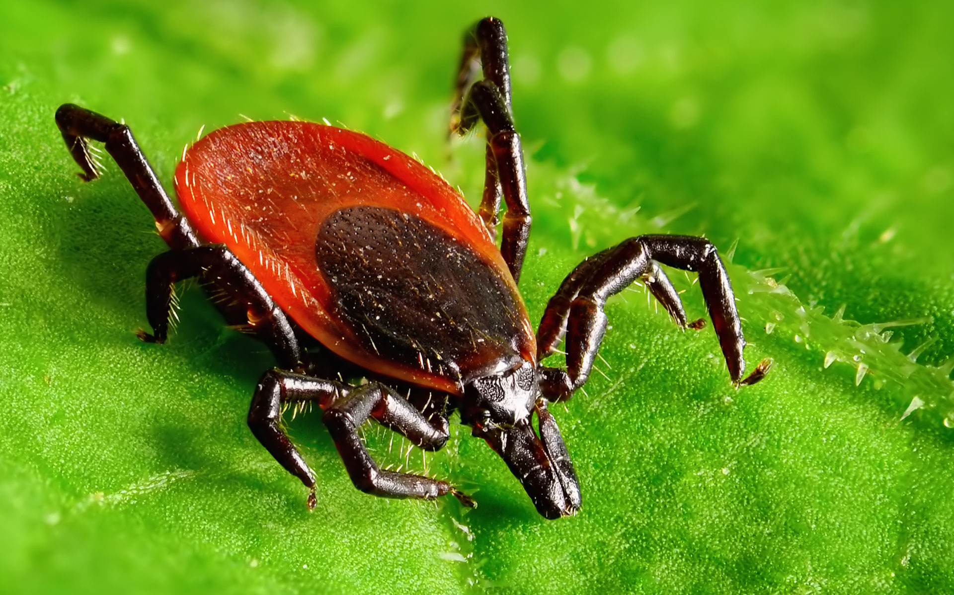 Durch Zecken übertragbare Krankeitserreger