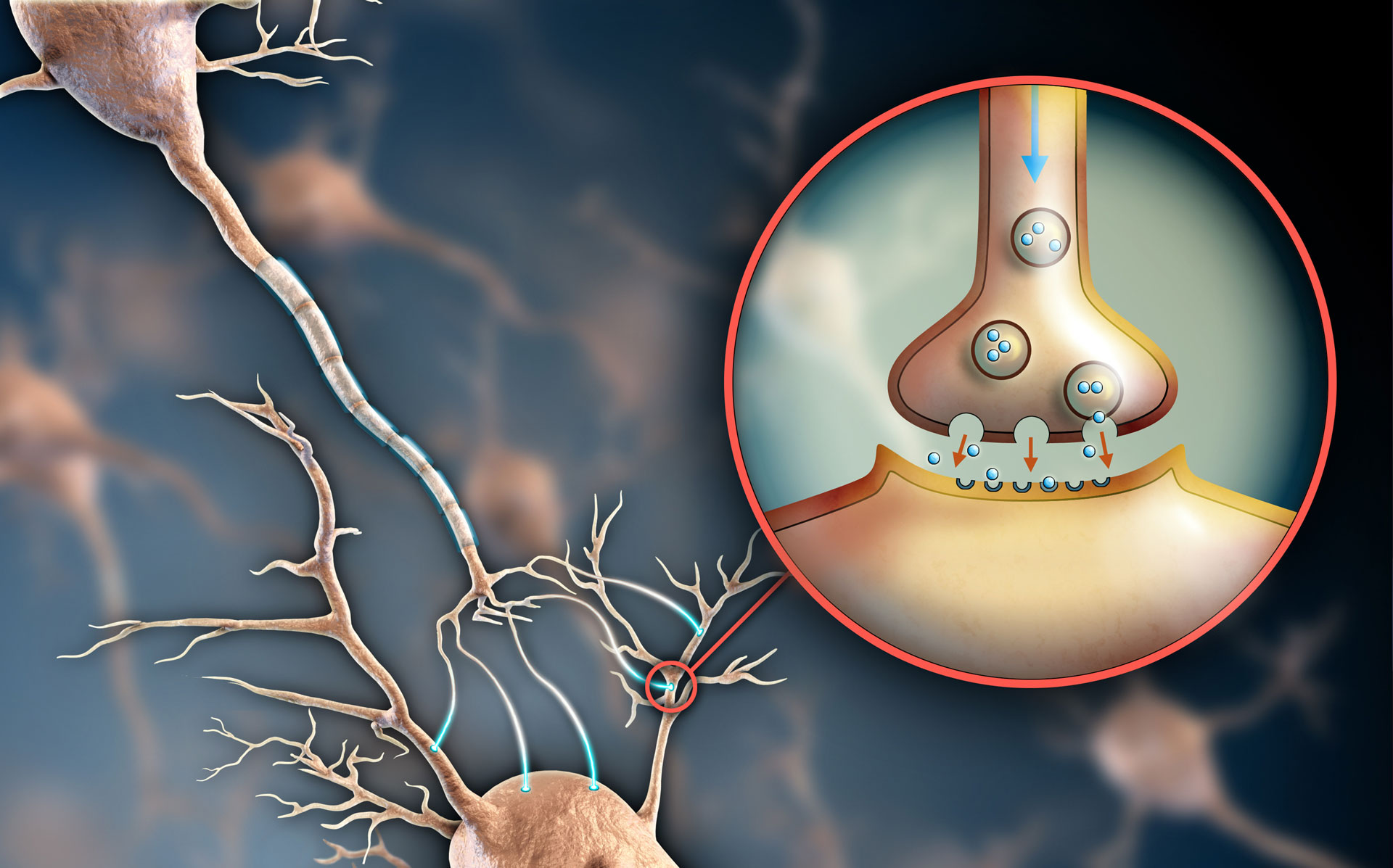 Modulatoren im Neurotransmitterstoffwechsel