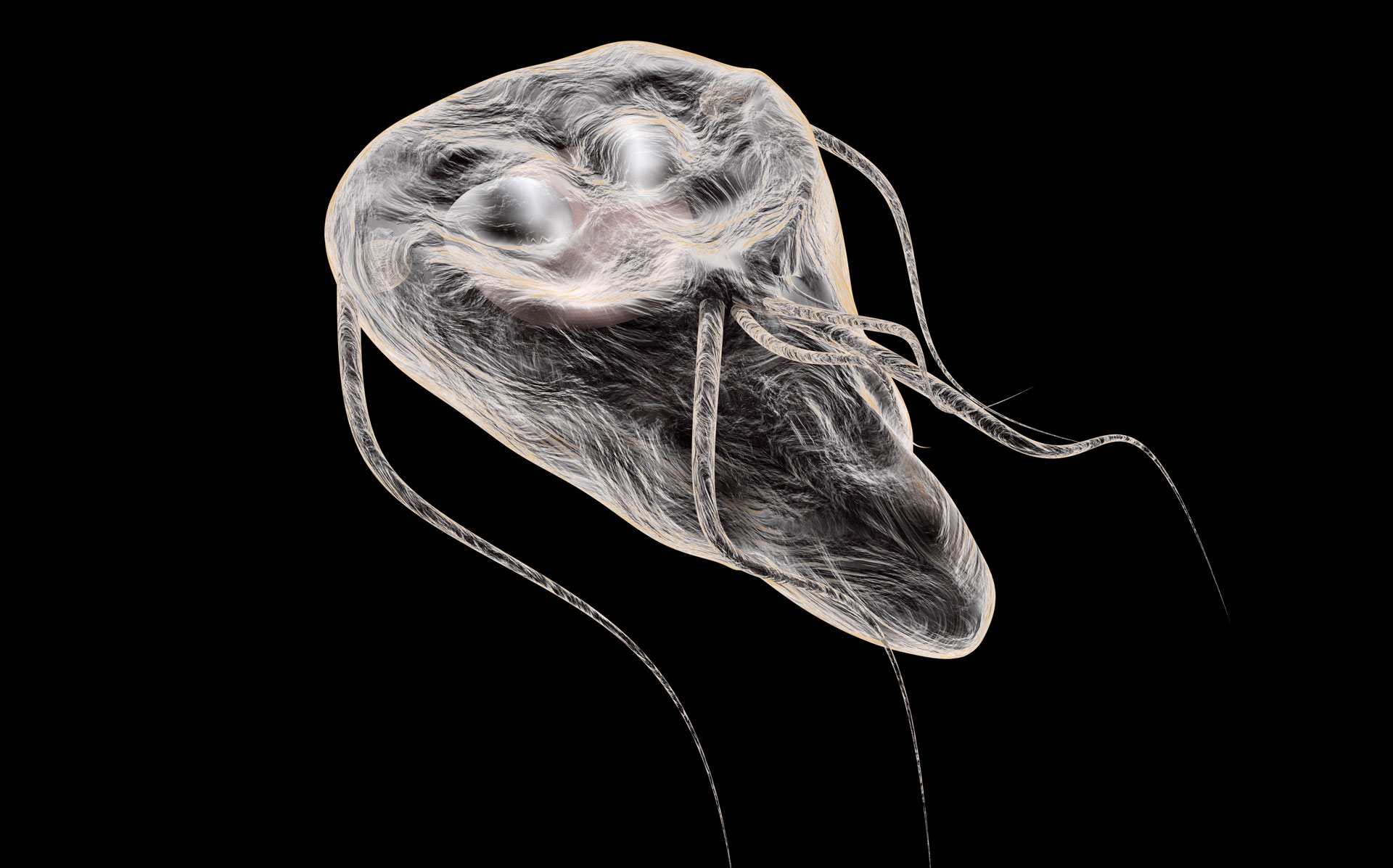 Parasitologie - Spezielle Untersuchungen zum Nachweis von Parasiten