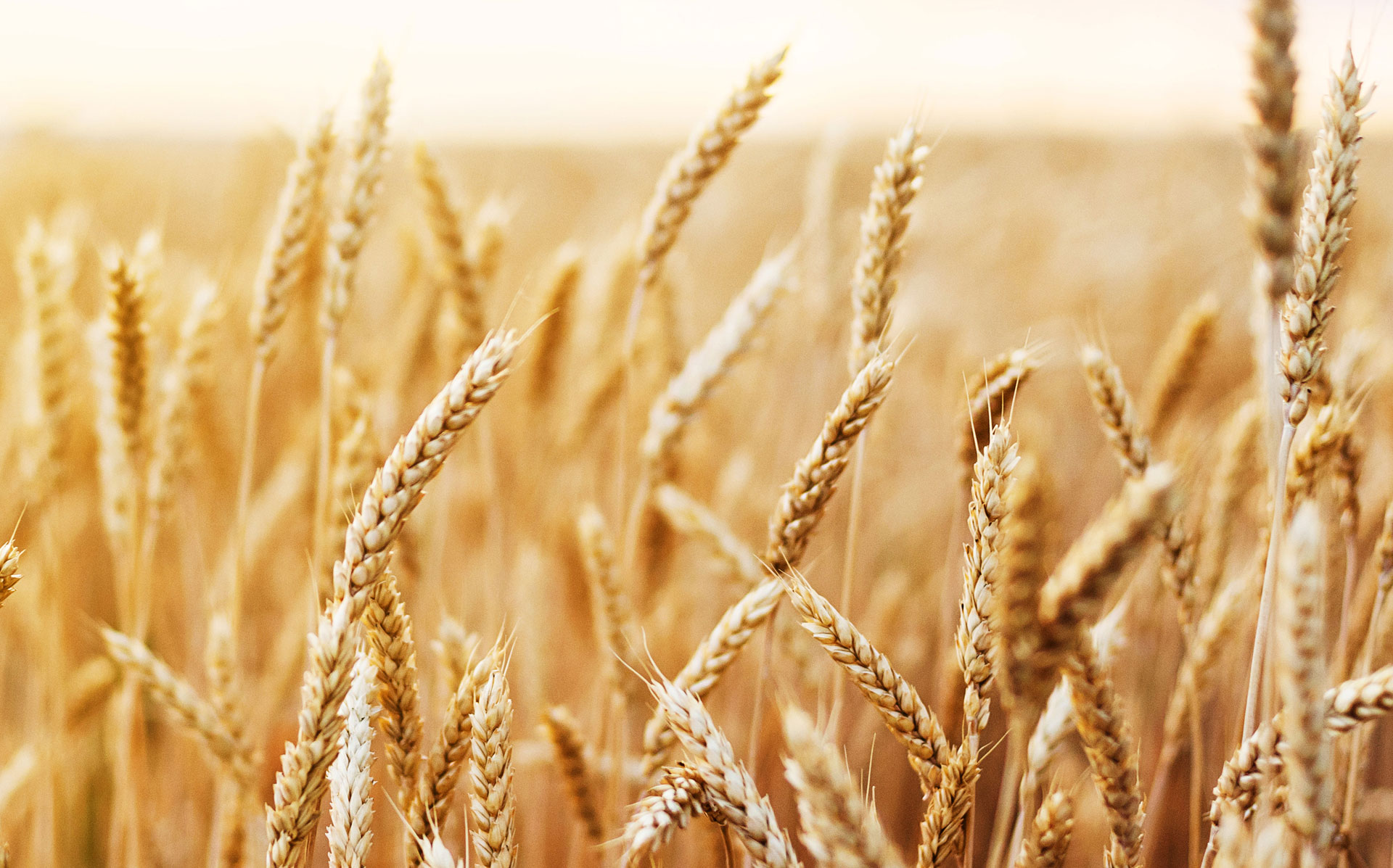 Zöliakie - unsere Laborleistungen